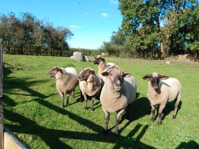 Bild 6 aus  Ferienhaus  Mecklenburg