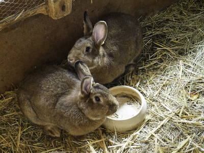 Bild 13 aus  Ferienhof Zinn