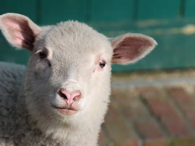 Bild 43 aus  Katrin's Ferienhof