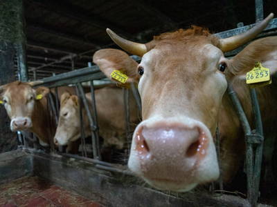 Bild 15 aus  Adrianenhof