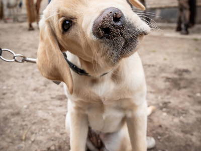 Bild 5 aus  LINDENHOF- BAUERNHOFURLAUB / OSTSEENÄHE