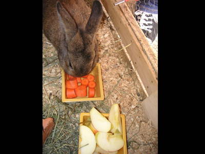 Bild 22 aus  Forstbauer am Millstätter Hochplateau