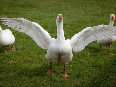 Bild 18 aus  Bauernhofpension Bals