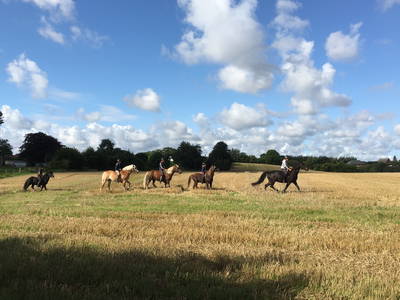 Bild 3 aus  Ferienhof Messer  Bauernhofurlaub  Ostseenähe  Ponys