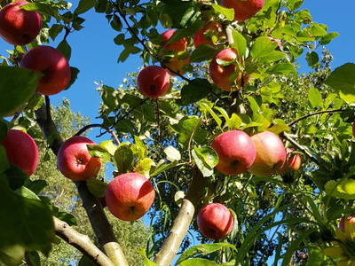 Bild 6 aus  WindWeiteWattenmeer Ferien in Tossens