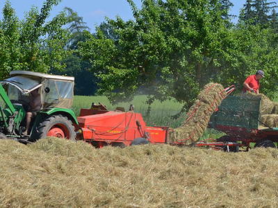 Bild 7 aus  Ferienhof Buchberger