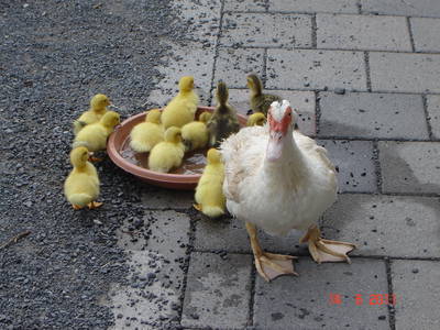 Bild 7 aus  Ferienhof Weichlein