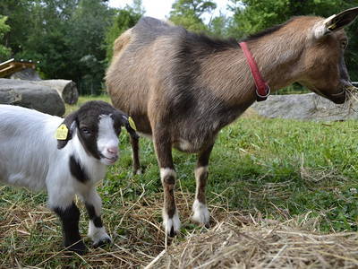 Bild 12 aus  Ferienhof Schlünzen