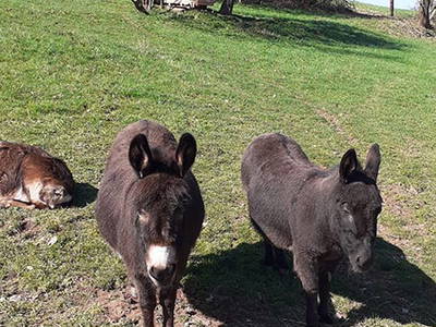 Bild 8 aus  Weberhof