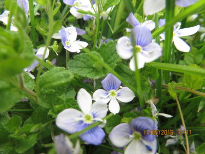 Bild 14 aus  Landhaus Alt mit  Bauernhof* Gesundes Wohnen In Freier Natur* Tolle-Angebote *Bergbahn Unlimited*