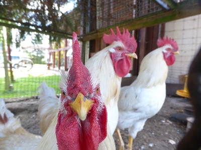 Bild 26 aus  Ferienhof Wolschendorf