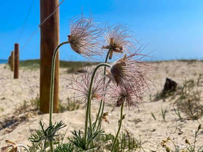Bild 19 aus  Ferienhaus mit Charme auf Rügen