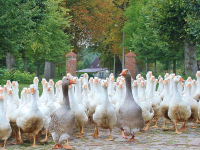 Bild 7 aus  Gut Boltenhof