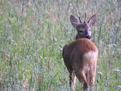 Bild 9 aus  Gut Burghof