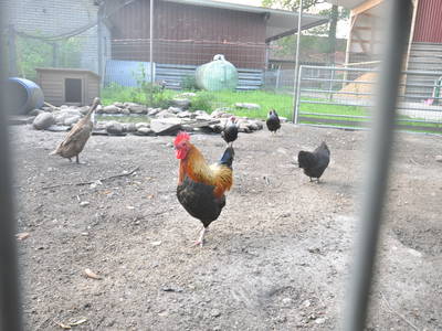 Bild 12 aus  Eichenhof