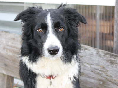 Bild 18 aus  Bauernhof Rupertiblick