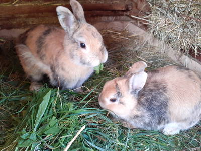 Bild 40 aus  Kreuzplon