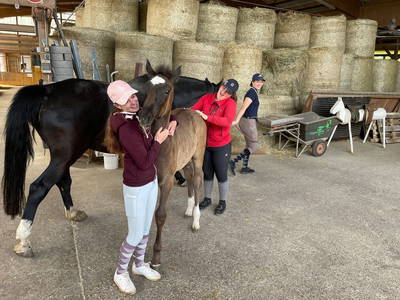 Bild 23 aus  Reitschule Fuchsenhof FN