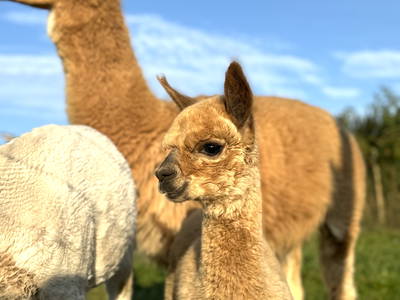 Bild 6 aus  Premium - Ferienhof Lunau