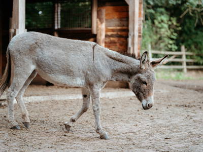 Eseldame Adele und ihr Kumpel Floh freuen sich auf Spaziergänge mit Gästen