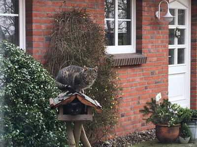 Da haben unsere Katzen etwas falsch verstanden =)