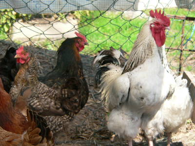 Bild 11 aus  Grenzer Ökohof