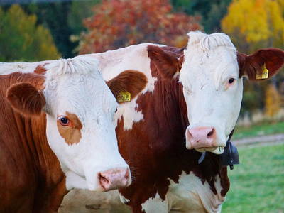 Bild 18 aus  Wastlhof  Urlaub auf dem Bauernhof