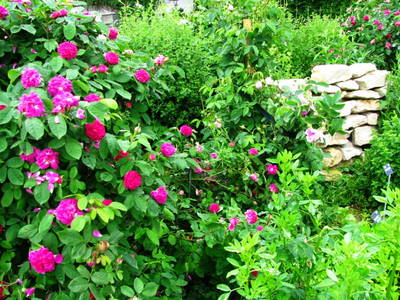 Bild 29 aus  Franzen Hof  Koch