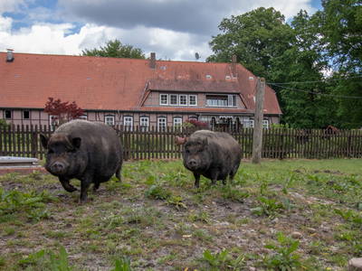 Bild 13 aus  Hof Flottwedel