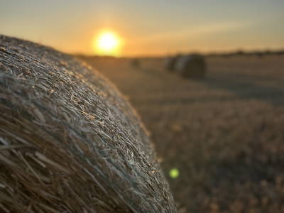 Bild 22 aus  Der Wilhelminenhof