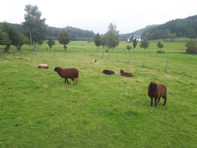 Bild 22 aus  Hof Keppel, der stromlose Urlaub