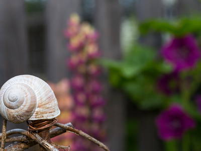 Bild 13 aus  Am Holderbusch