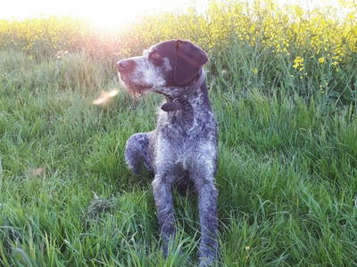 Bild 9 aus  Inselurlaub Fehmarn