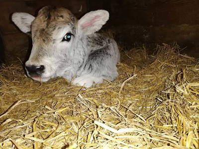 Bild 19 aus  Ansitz Grustdorf