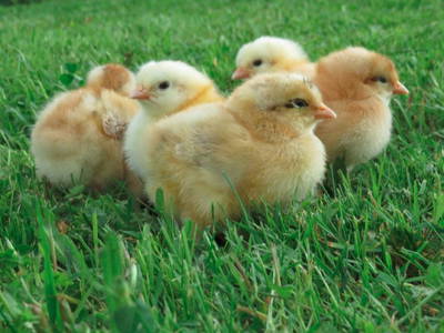 Bild 5 aus  Naurather Ferienhof