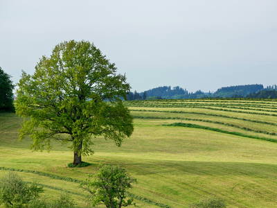 Bild 11 aus  Ferienhof Rummel