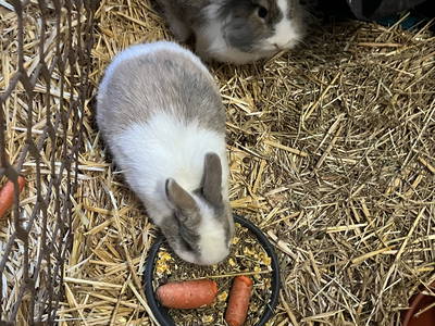 Bild 11 aus  Ferienhof Tödter