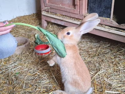 Bild 8 aus  Hof  Wesselmann