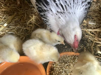 Bild 4 aus  Görgenhof - Gnadenhof für Bauernhoftiere