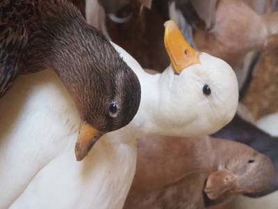 Bild 32 aus  Hinrich's Ostsee Bauernhof