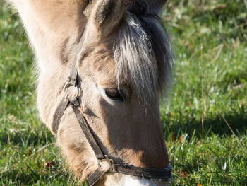 Bild 13 aus  Baustrup Hof