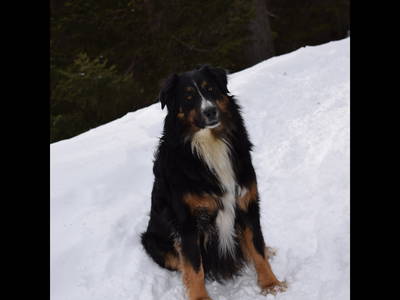 Bild 7 aus  Marschalkhof    Urlaub auf dem Bauernhof