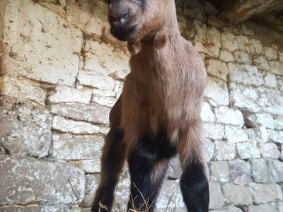 Bild 198 aus  Le Colombié - Ferienhäuser an der Dordogne mieten