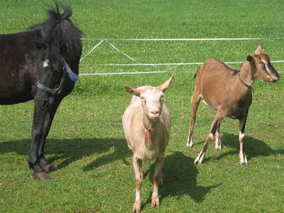 Bild 16 aus  Schreinerhäusle