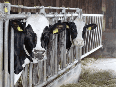 Bild 22 aus  Bauernhof Krebs