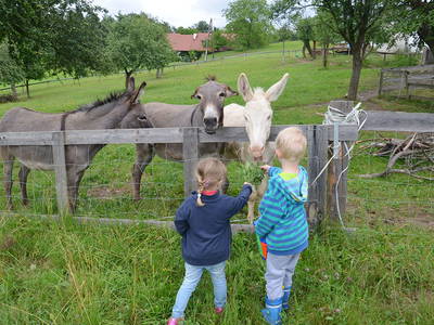 Bild 30 aus  Der Ofenmacherhof  Urlaub am Bauernhof