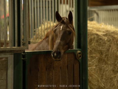 Bild 22 aus  Ferienhaus / Chalet auf dem Gestüt Lohhof mit Kinderreiten oder Pony Reiten