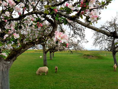 Bild 18 aus  Ferienhof Häckler