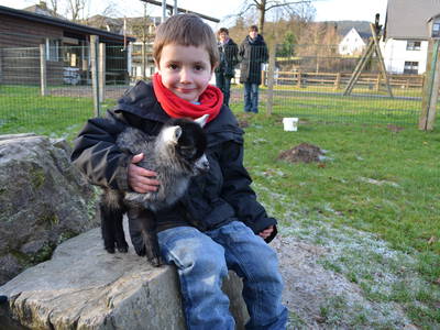 Bild 5 aus  Ponyhof Meier