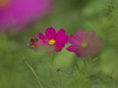 Bild 65 aus  Urlaub am Regen - Biobauernhof Dirnberger